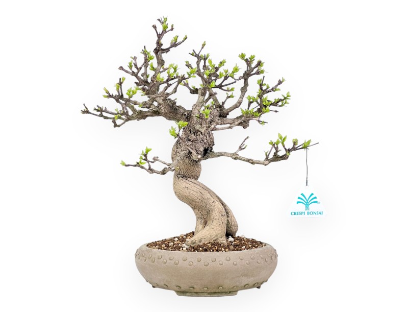 Bonsai van Premna japonica %separator% %category%