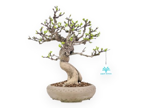 Bonsai van Premna japonica %separator% %category%