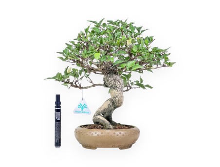 Bonsai van Premna japonica %separator% %category%