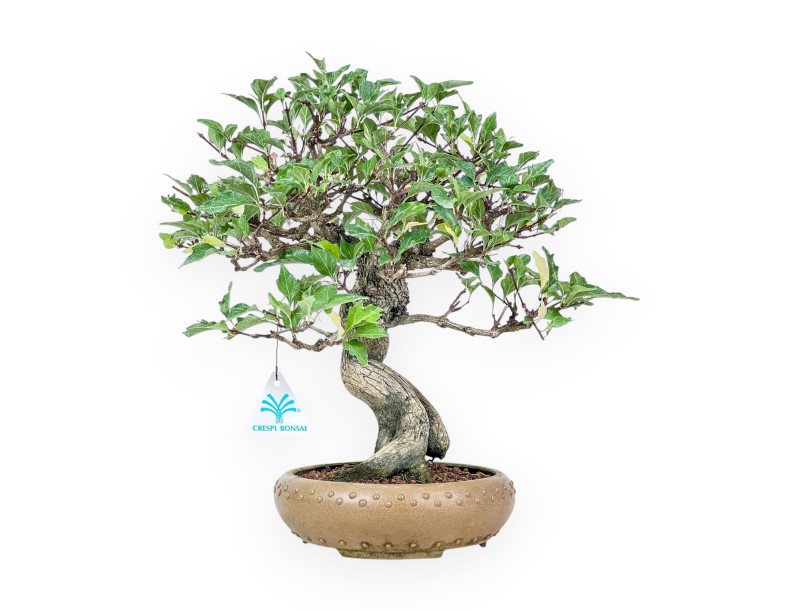 Bonsai van Premna japonica %separator% %category%