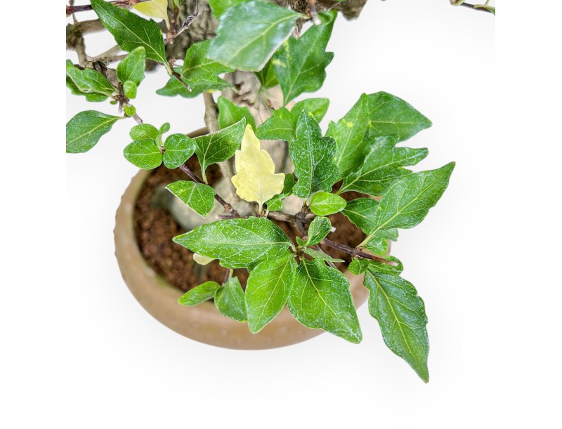 Bonsai van Premna japonica %separator% %category%