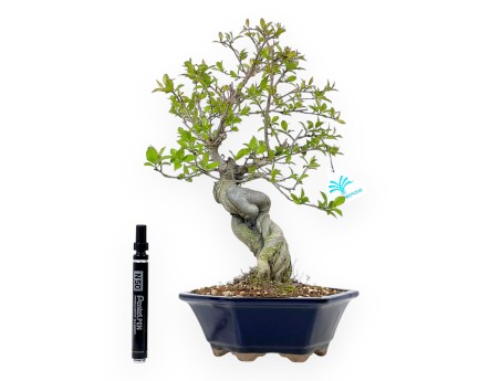Bonsái de Ilex serrata %separator% %category%