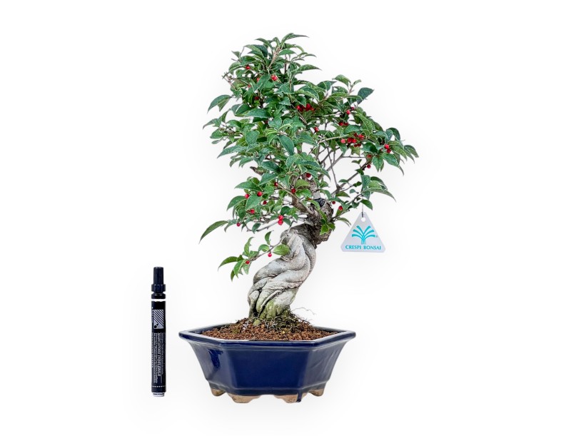 Bonsaï d'Ilex serrata %separator% %category%