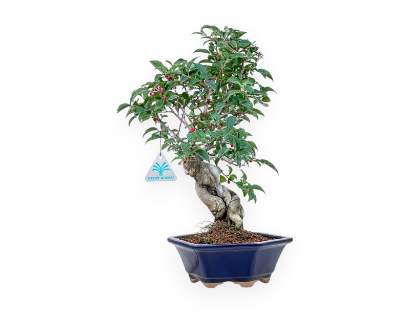 Bonsai van Ilex serrata %separator% %category%