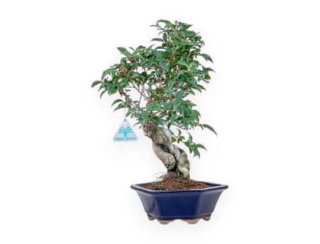 Bonsai di Ilex serrata %separator% %category%