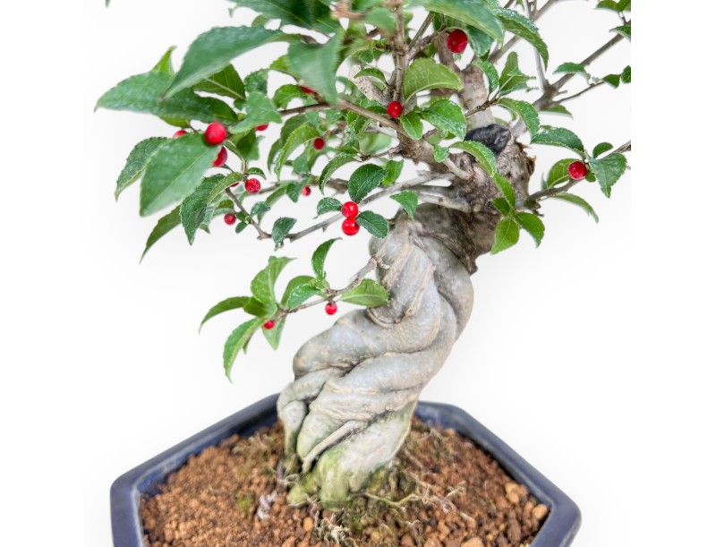 Bonsai di Ilex serrata %separator% %category%