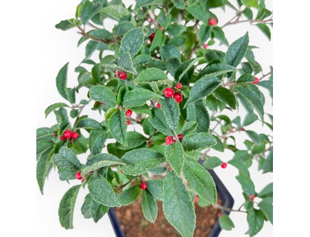 Bonsai van Ilex serrata %separator% %category%