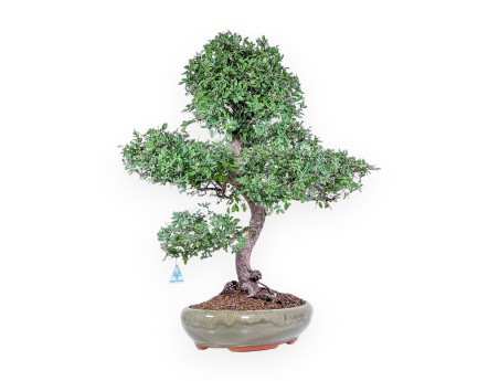 Bonsaï de zelkova noir %separator% %category% à feuillage persistant