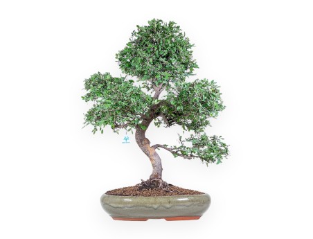 Bonsaï de zelkova noir %separator% %category% à feuillage persistant