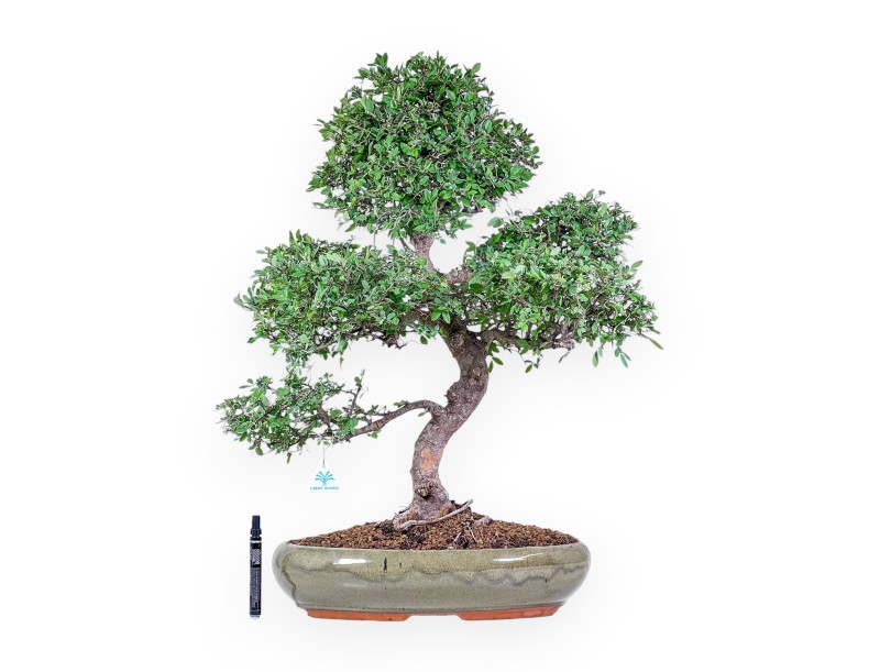 Bonsai di Zelkova nire %separator% %category% sempreverde