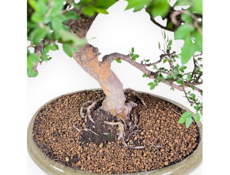Zelkova nire-bonsai %separator% %category% groenblijvend