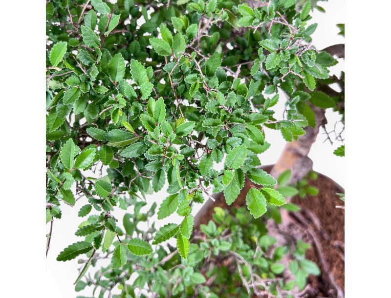 Zelkova-Bonsai %separator% %category% immergrün