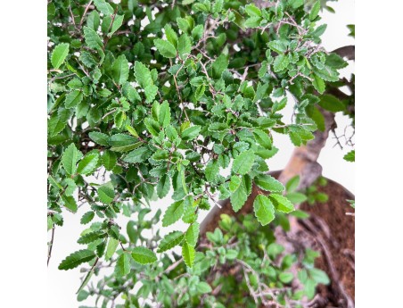 Bonsai di Zelkova nire %separator% %category% sempreverde