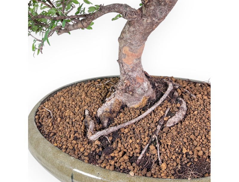 Bonsai di Zelkova nire %separator% %category% sempreverde