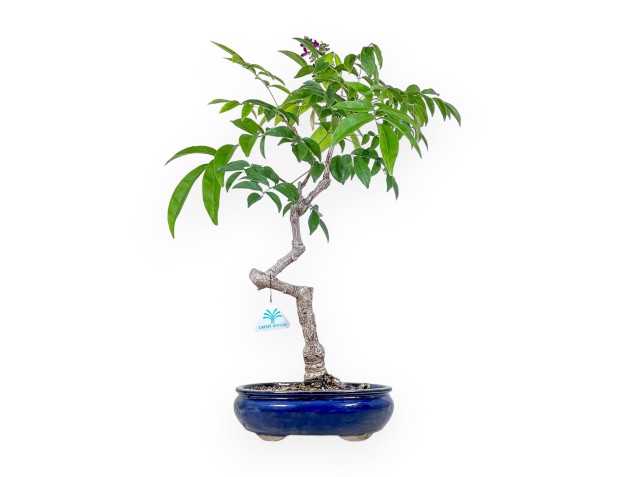 Bonsaï de Millettia %separator% %category%