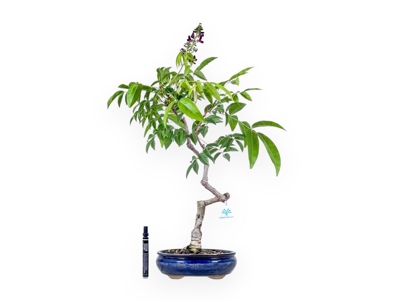 Millettia-Bonsai %separator% %category%