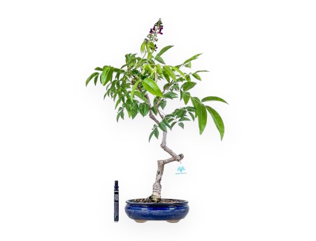 Millettia-Bonsai %separator% %category%