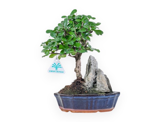 Bonsai di Carmona macrophylla %separator% %category% sempreverde