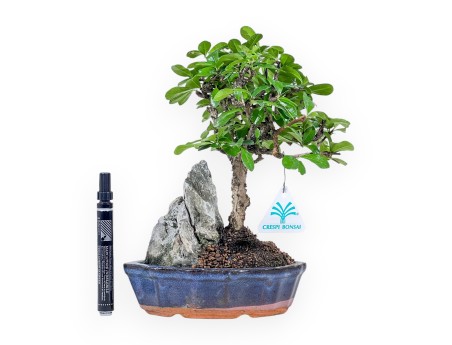 Carmona macrophylla bonsai %separator% %category% evergreen