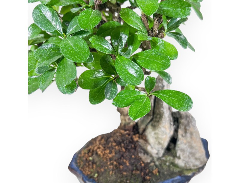 Carmona macrophylla bonsai %separator% %category% evergreen