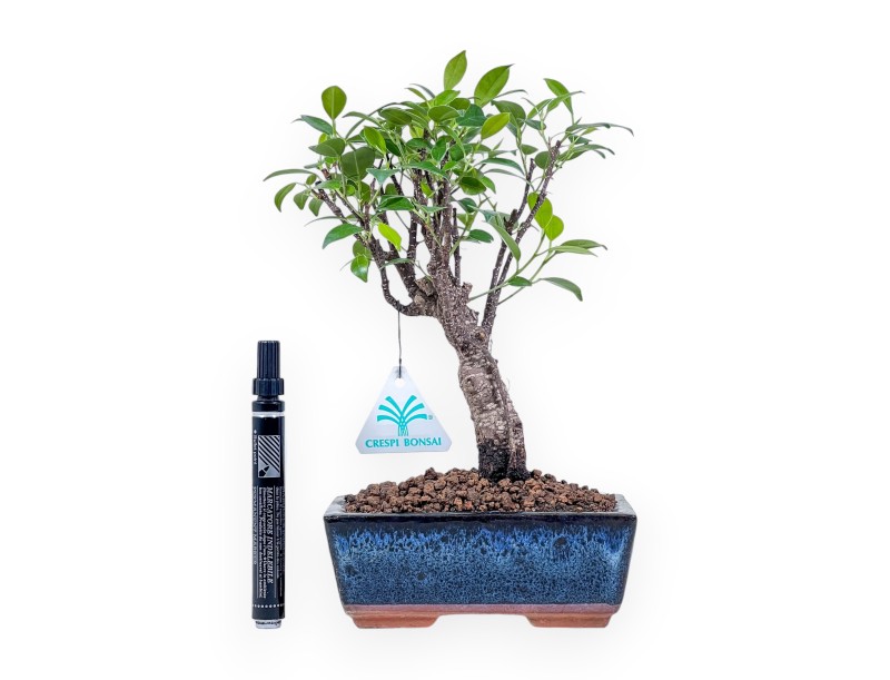 Bonsai di Ficus retusa %separator% %category% sempreverde