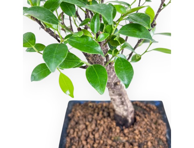 Bonsai di Ficus retusa %separator% %category% sempreverde 2
