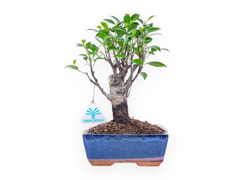 Ficus retusa bonsai %separator% %category% evergreen
