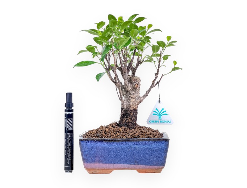 Ficus retusa bonsai %separator% %category% evergreen