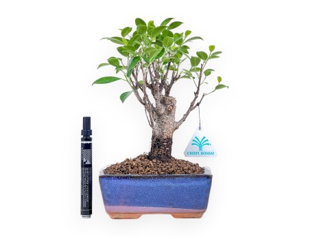 Ficus retusa bonsai %separator% %category% evergreen