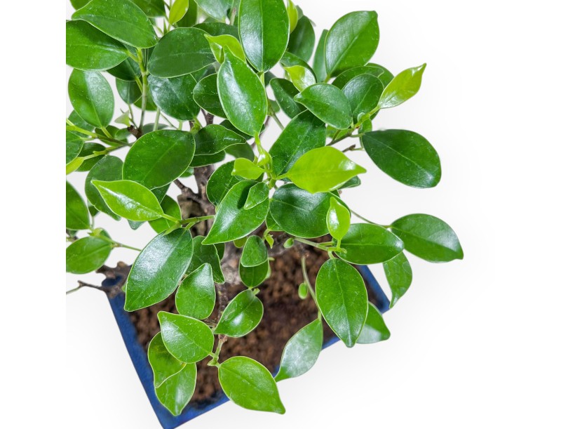 Ficus retusa bonsai %separator% %category% evergreen