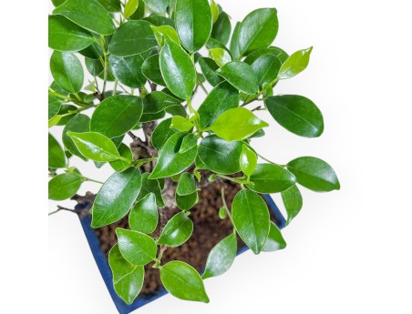 Ficus retusa bonsai %separator% %category% evergreen