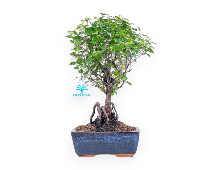 Bonsai aus Sagerethia theezans %separator% %category% immergrün