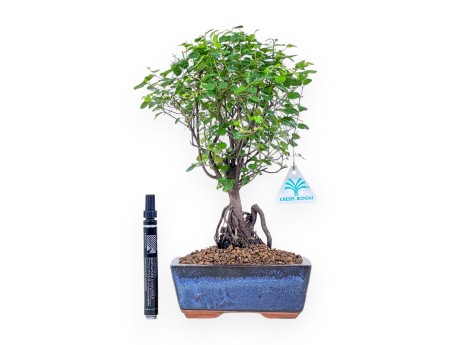 Bonsai aus Sagerethia theezans %separator% %category% immergrün