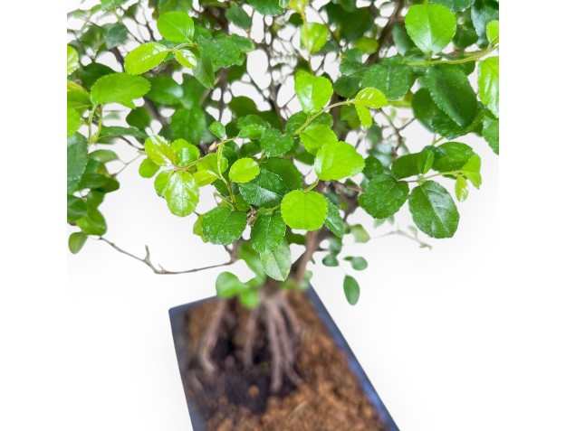 Bonsai di Sagerethia theezans %separator% %category% sempreverde 2