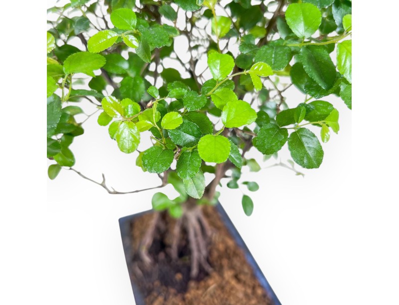 Bonsai aus Sagerethia theezans %separator% %category% immergrün