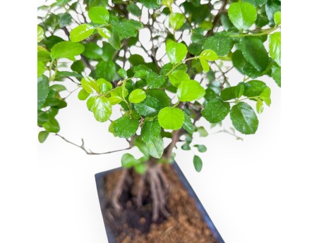 Bonsai aus Sagerethia theezans %separator% %category% immergrün