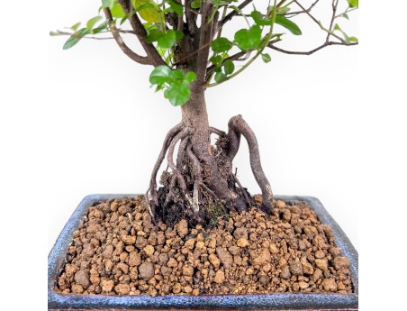 Bonsai aus Sagerethia theezans %separator% %category% immergrün