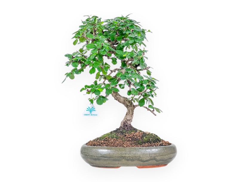 Carmona macrophylla bonsai %separator% %category% evergreen