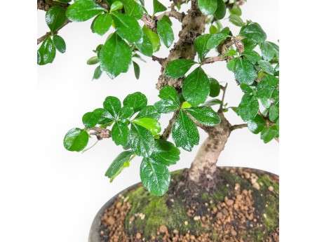 Carmona macrophylla bonsai %separator% %category% evergreen