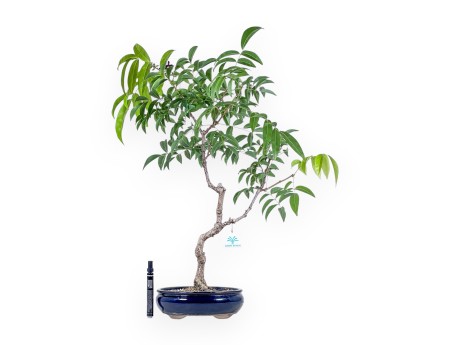Millettia-bonsai %separator% %category%