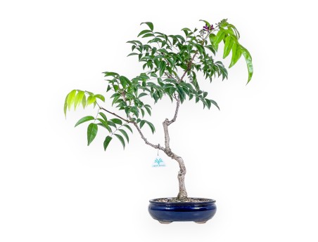 Bonsai di Millettia %separator% %category%