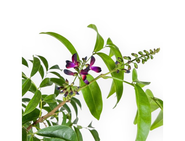 Millettia-Bonsai %separator% %category% 2