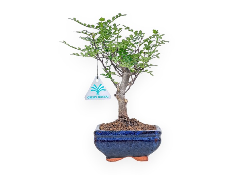 Zanthoxylum piperitum bonsai %separator% %category% evergreen