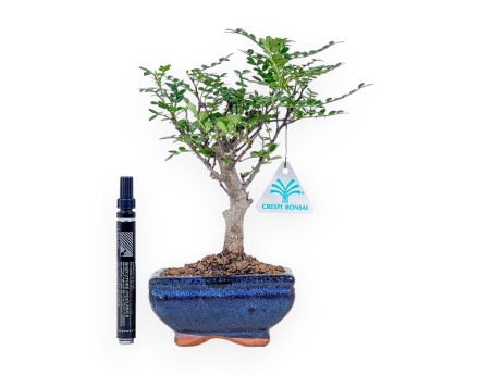 Bonsai aus Zanthoxylum piperitum %separator% %category% immergrün