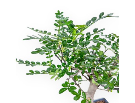 Bonsai di Zanthoxylum piperitum %separator% %category% sempreverde