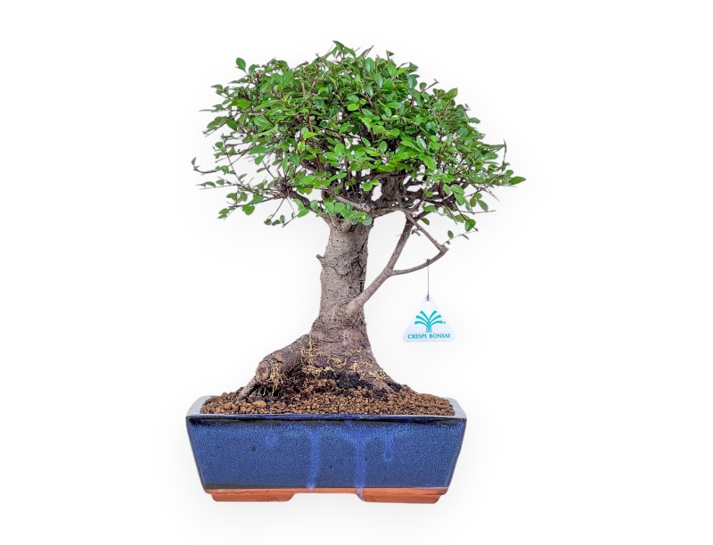 Zelkova-Bonsai %separator% %category% immergrün