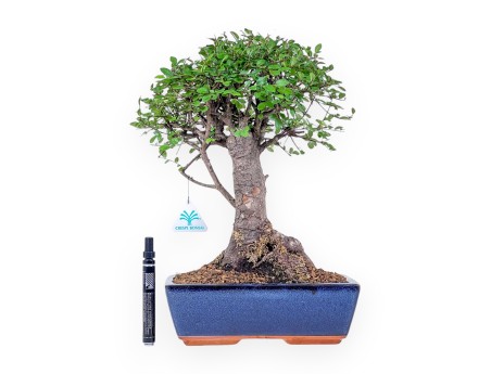 Bonsai di Zelkova nire %separator% %category% sempreverde
