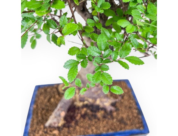 Bonsai di Zelkova nire %separator% %category% sempreverde 2