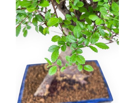 Zelkova-Bonsai %separator% %category% immergrün