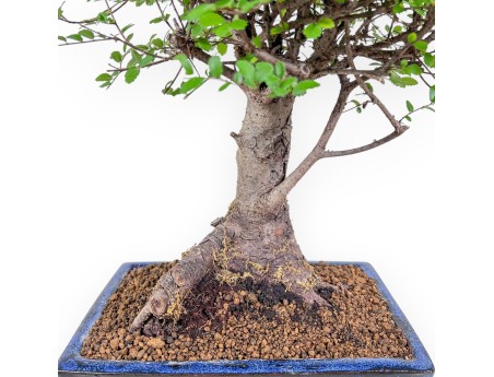 Bonsai di Zelkova nire %separator% %category% sempreverde